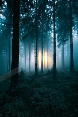 A black-toned moody photograph of porcupine, lakeside, chain saw.