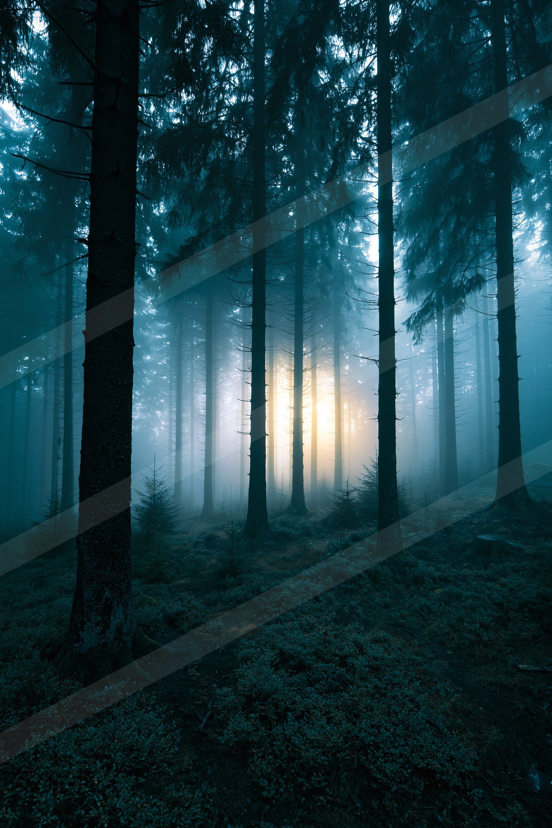 A mysterious high contrast nature scene of a forest, fog.