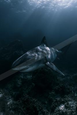 A great white shark glides above a dark rocky reef as sunlight filters through the ocean surface in deep blue water.