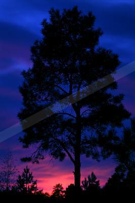 A blue hour sky scene of sunrise, trees, silhouette.