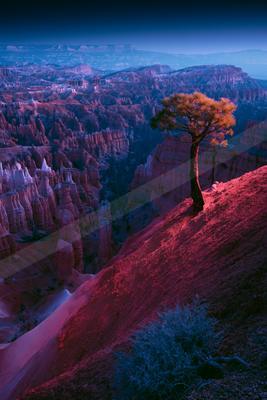 A blue hour nature scene of trees, valley, desert.