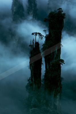 A moody nature scene of trees, forest.
