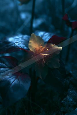 A night nature scene of flowers.