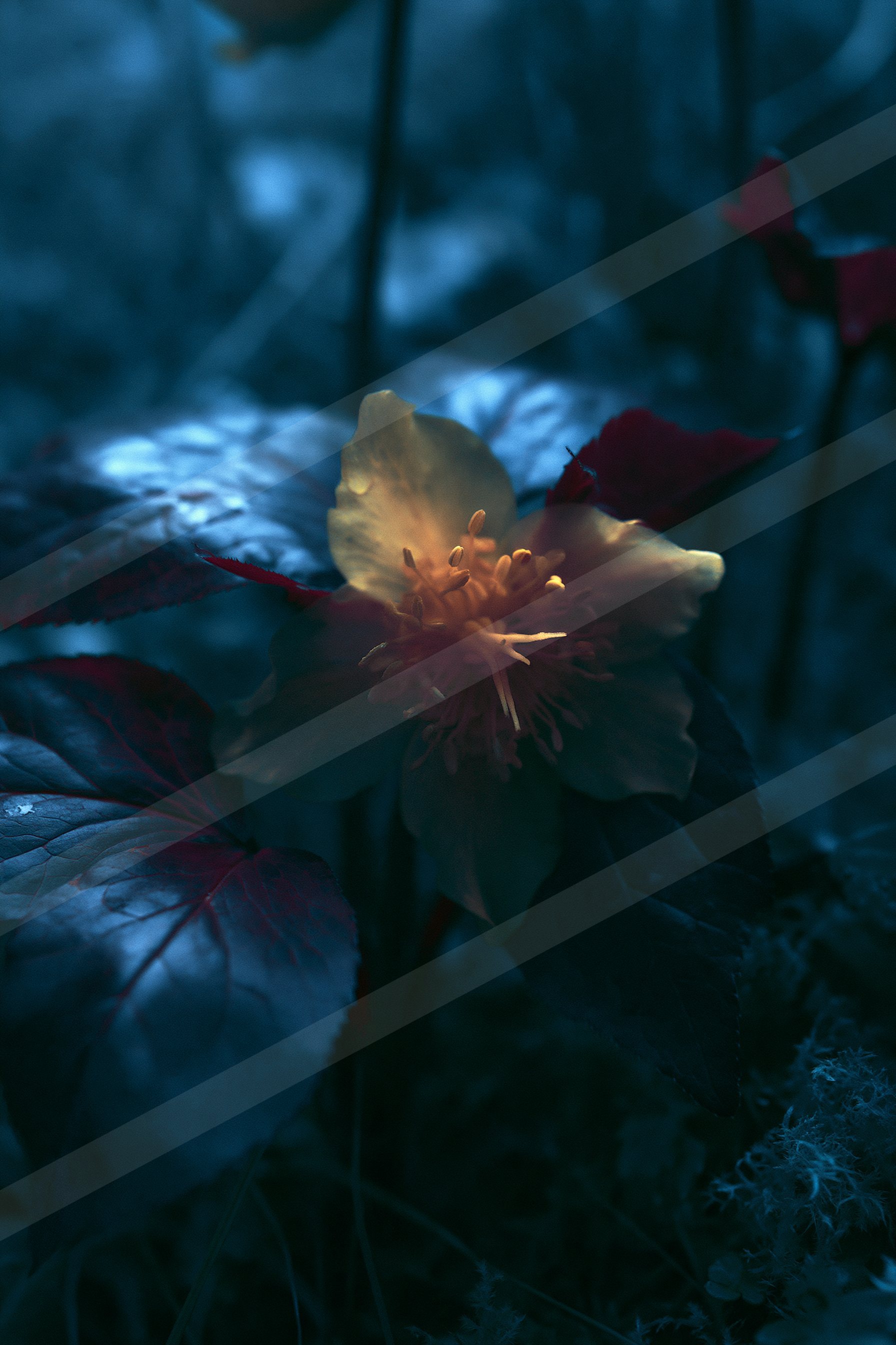 A delicate flower with a vibrant red center and pale petals stands out against a dark blue forest backdrop.