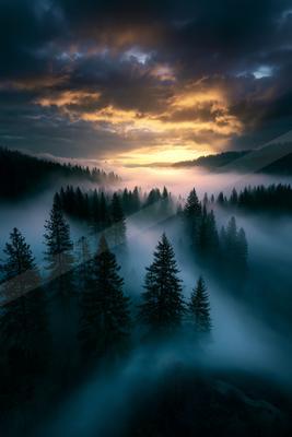 A blue hour sky scene of sunrise, forest, trees.