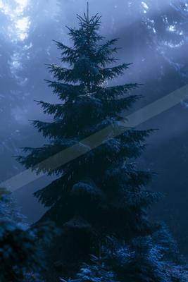 A night nature scene of trees, forest, fog.