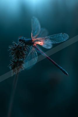 A black-toned moody photograph of dragonfly, damselfly, lacewing.