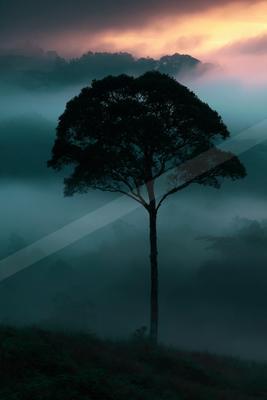 A lone tree stands in silhouette against a sea of fog and colorful sunset sky in a mountainous landscape.