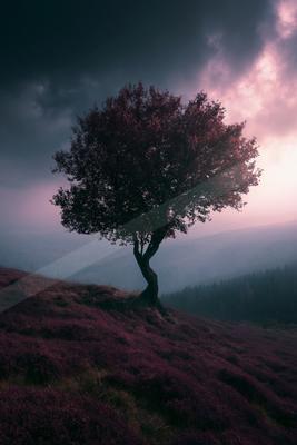 A dramatic nature scene of trees, fog.