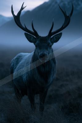 A powerful stag with large antlers stands prominently in the foreground of a misty, mountainous landscape during twilight.