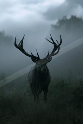 A black-toned bright photograph of gazelle, impala, hartebeest.