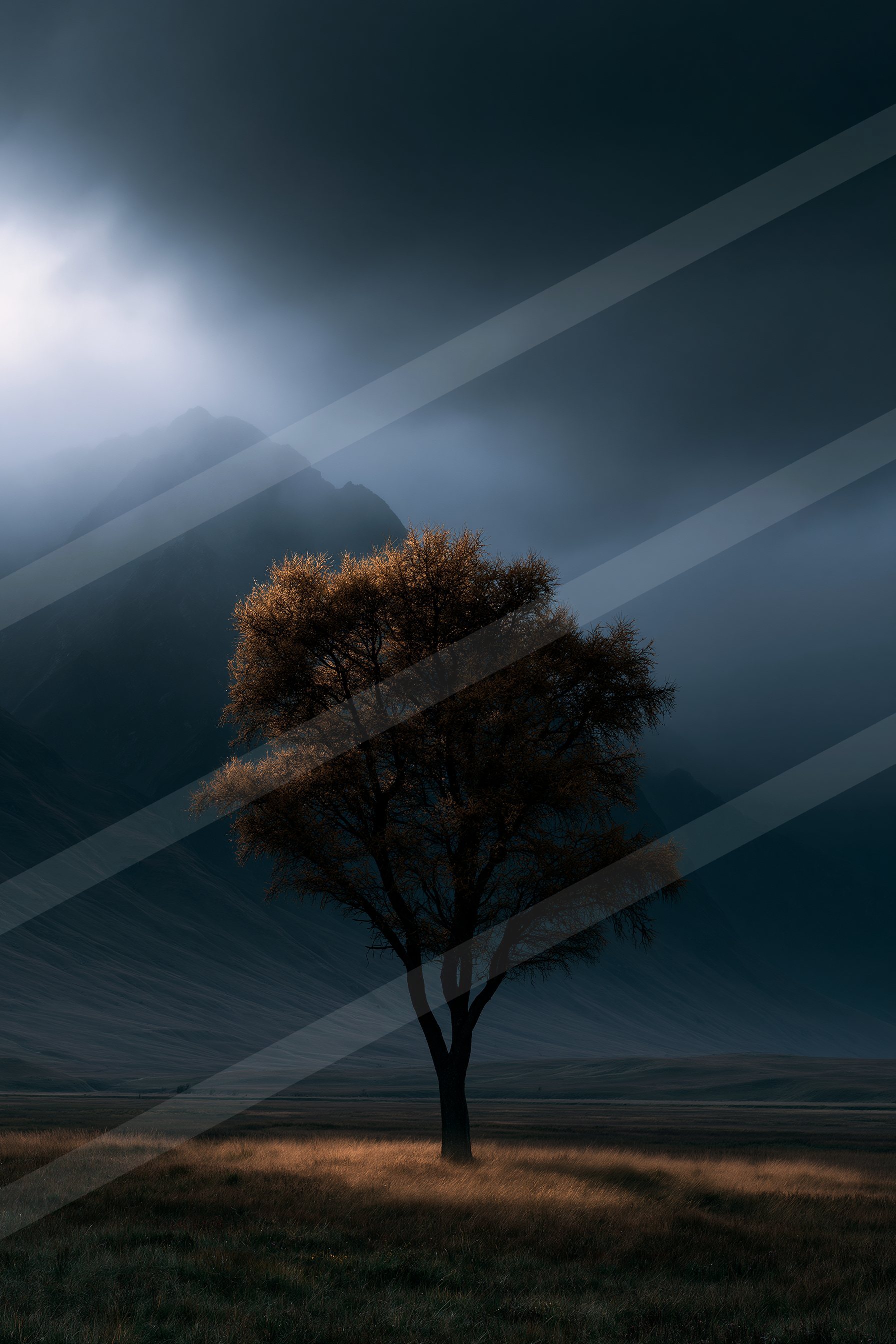 A dramatic high contrast nature scene of an oak tree, fog.