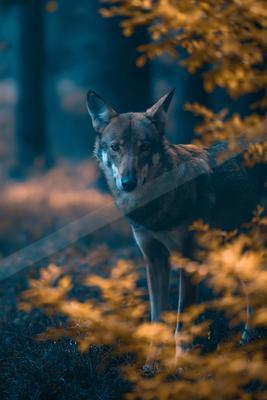 A black-toned moody photograph of red wolf, timber wolf, dhole.