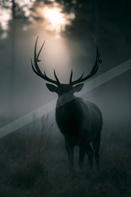 A black-and-white night wildlife photo of wildlife, fog.