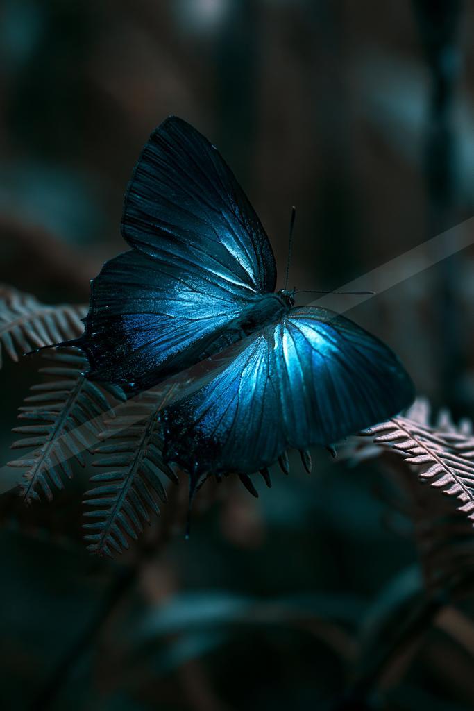 A blue hour macro wildlife photo of butterfly, reflection.