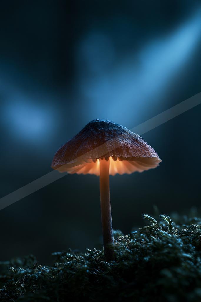 A black-toned moody photograph of mushroom, agaric, bolete.