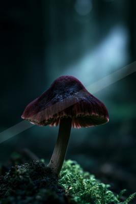 A moody nature scene of forest.