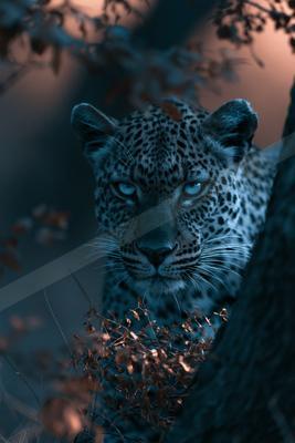 A moody wildlife photo of wildlife.
