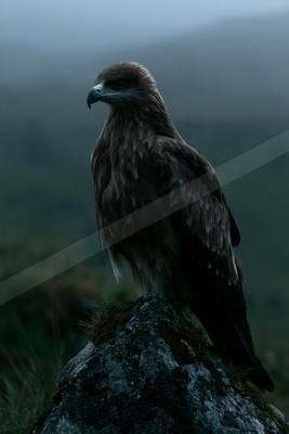 A large brown bird of prey with a hooked beak stands alert on a moss-covered rock, set against a foggy mountainous landscape.