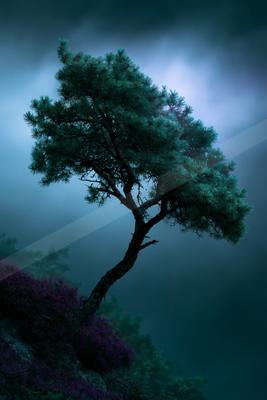A blue hour nature scene of trees.