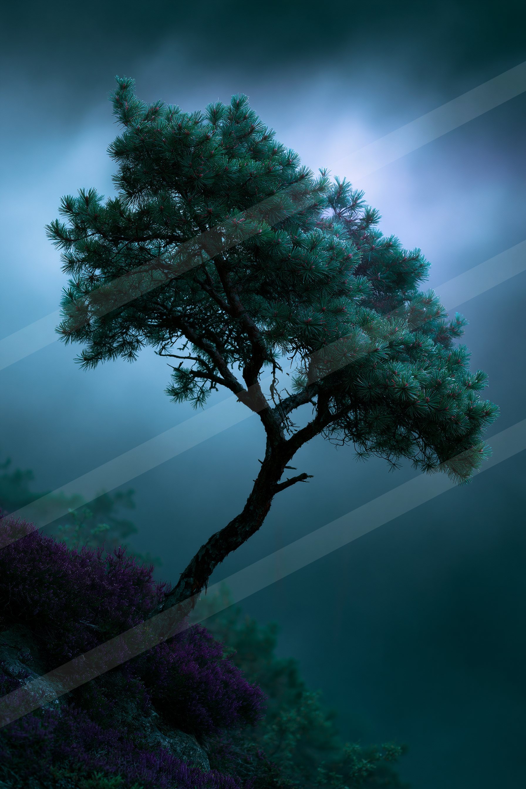 A mysterious nature scene of a pine tree, fog.