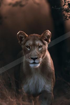 A black-and-white moody wildlife photo of wildlife.