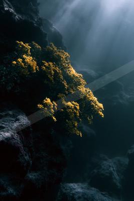 A cluster of bright yellow flowers grows on dark volcanic rocks in deep blue water, illuminated by dramatic sunbeams from above.