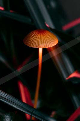 A moody still life of abstract texture, wildlife.