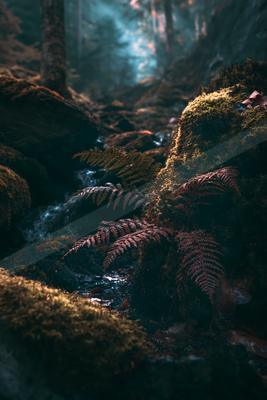 A moody water scene of river, forest, plants.