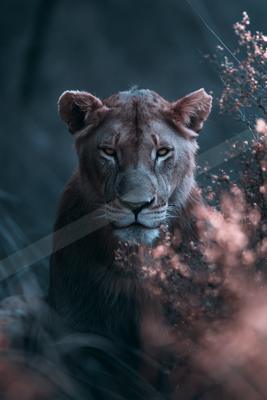 A dramatic wildlife photo of big cat.