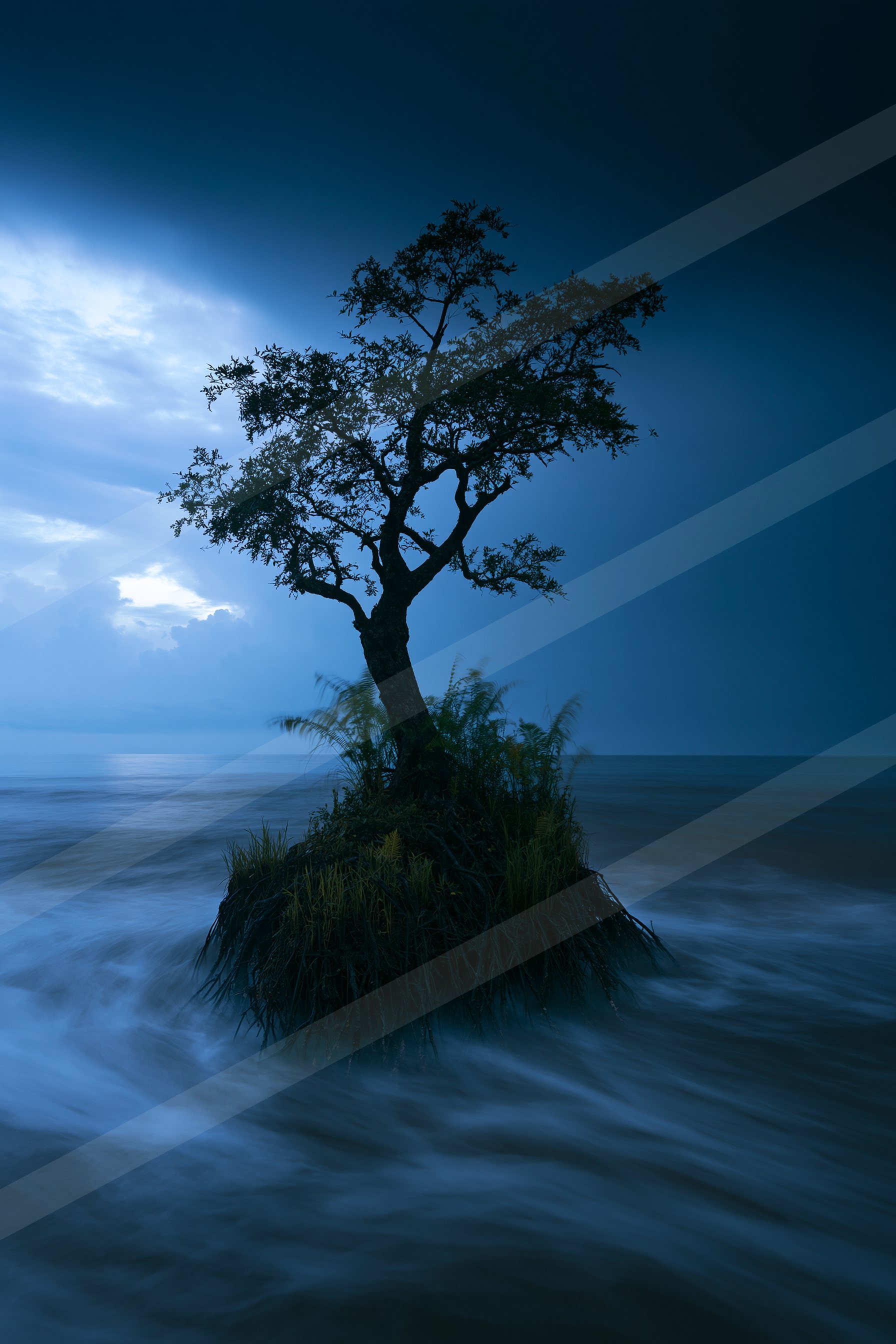 A blue hour high contrast nature scene of an oak tree, reflection.