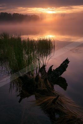 A serene long exposure water scene of lake, sunrise, fog.