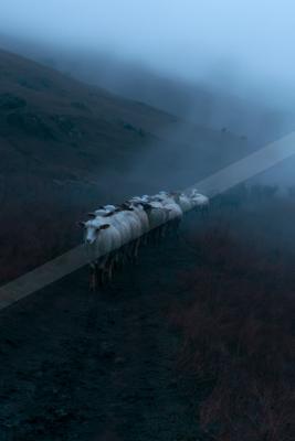 A flock of sheep walks along a muddy path on a foggy hillside, with the lead sheep looking toward the camera in a moody, atmospheric scene.