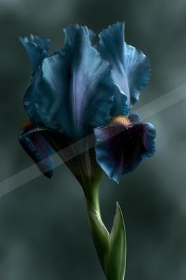 A single blue and deep purple iris flower with ruffled petals and orange beard, isolated against a dark moody background.