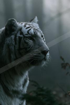 Close-up profile of a white tiger with striking black stripes looking into the distance in a foggy forest