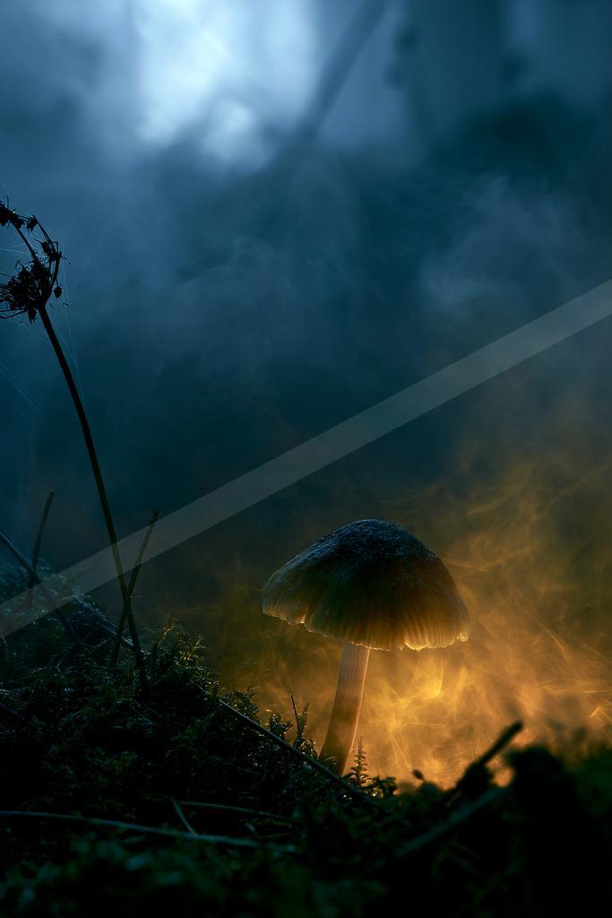 A moody still life.