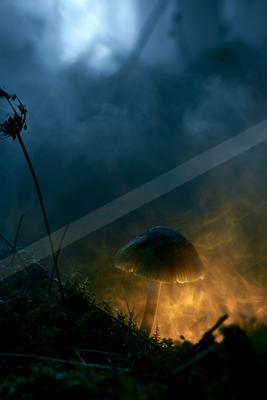 A moody still life.