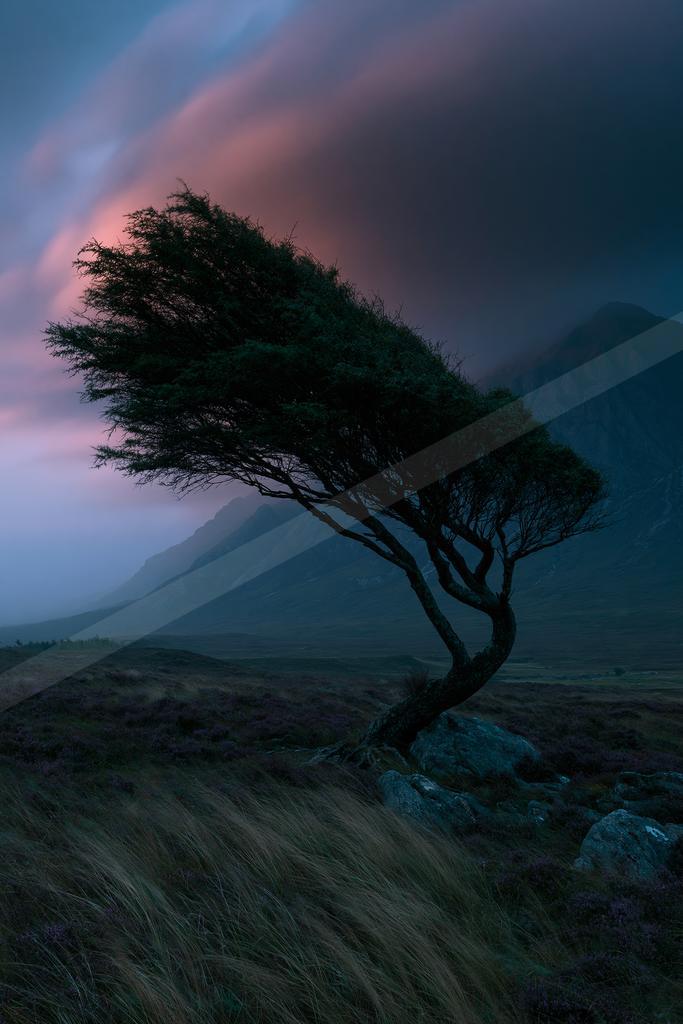 A dramatic nature scene of trees, storm.