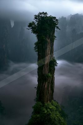 A moody nature scene of trees, forest.