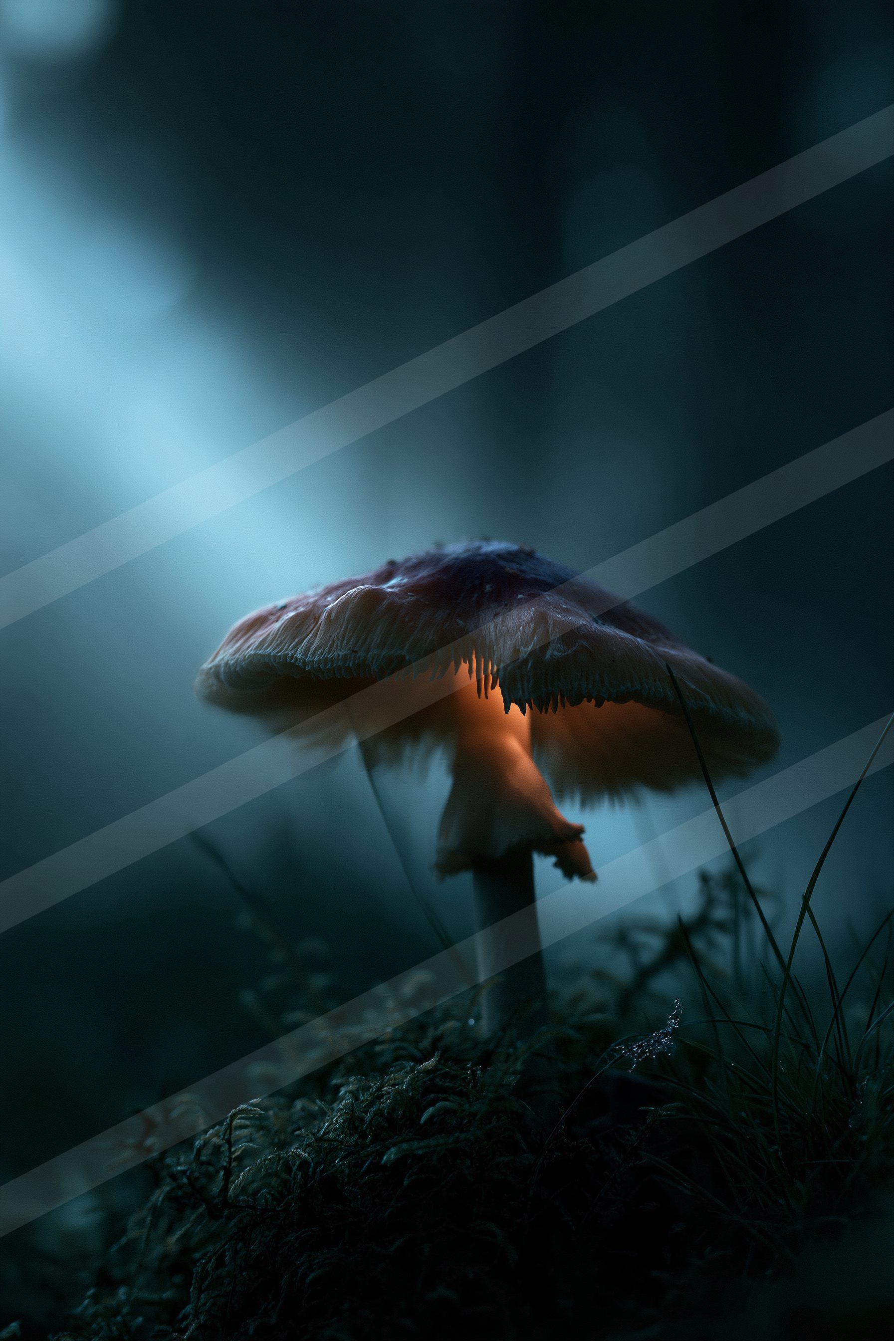 An ethereal macro nature scene of a mushroom.