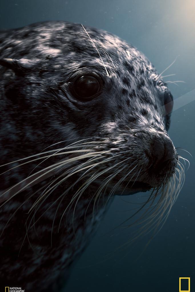A harbor seal with mottled grey and black fur, prominent white whiskers, and large dark eyes, captured in a close-up portrait underwater with light filtering fr