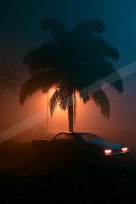 A night nature scene of trees, fog.
