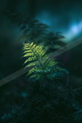 A night bokeh nature scene of plants, forest.