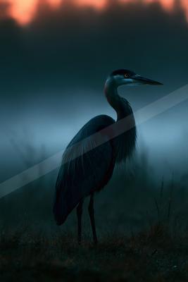 A great blue heron stands in profile on grassy ground with a foggy background and orange sunset sky.