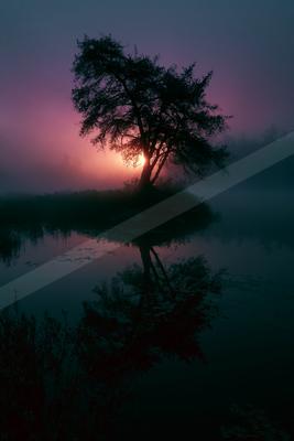 A lone tree stands silhouetted against a vibrant pink and purple sunrise, its reflection mirrored in the still water of a misty lake.