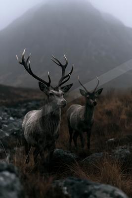 A black-and-white moody wildlife photo of wildlife.