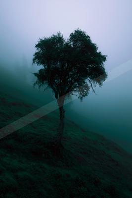 A lone tree stands tall against a foggy backdrop with rolling hills in the foreground.