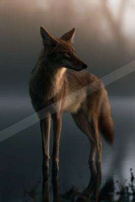 A coyote stands alert in shallow water with its reflection visible, surrounded by thick fog and soft golden light.