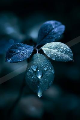 A blue hour macro nature scene of plants.
