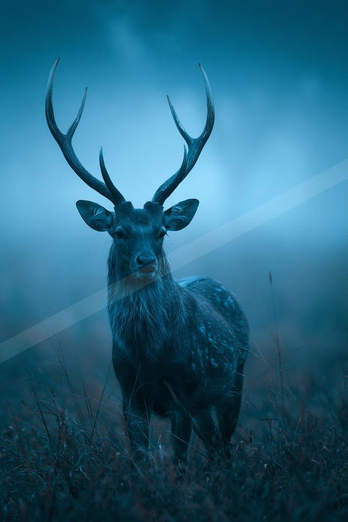 A blue hour wildlife photo of deer.